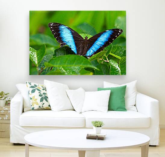 Achilles Blue Morpho Butterfly by Adel B Korkor