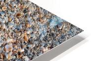 Seashells on the Seashore HD Metal print