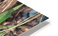 Agami Heron HD Metal print