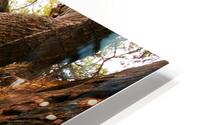 Red Rock Canyon Tree HD Metal print