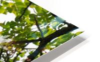 White Terns HD Metal print