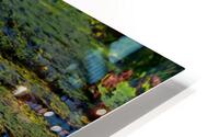 Amazon Water Lilly HD Metal print