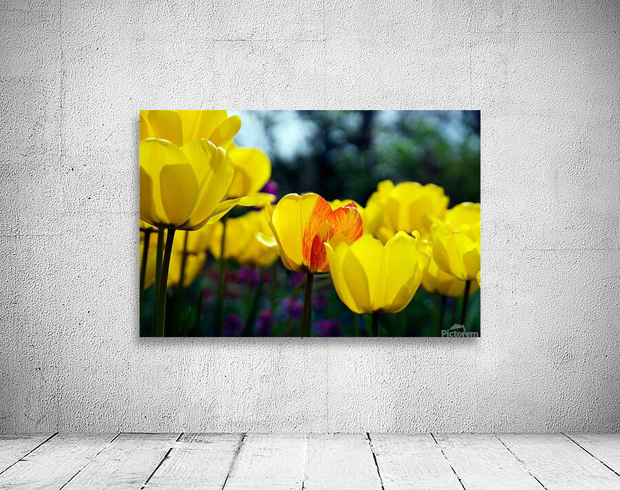 Being Different Is Special Wall Preview