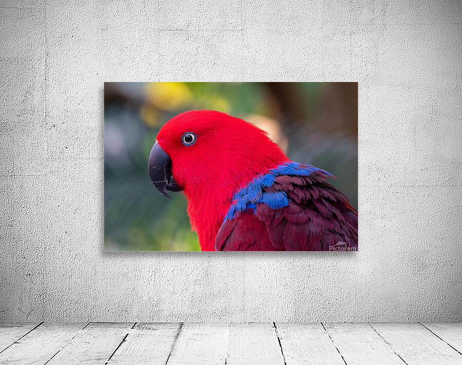 Eclectus Parrot Wall Preview