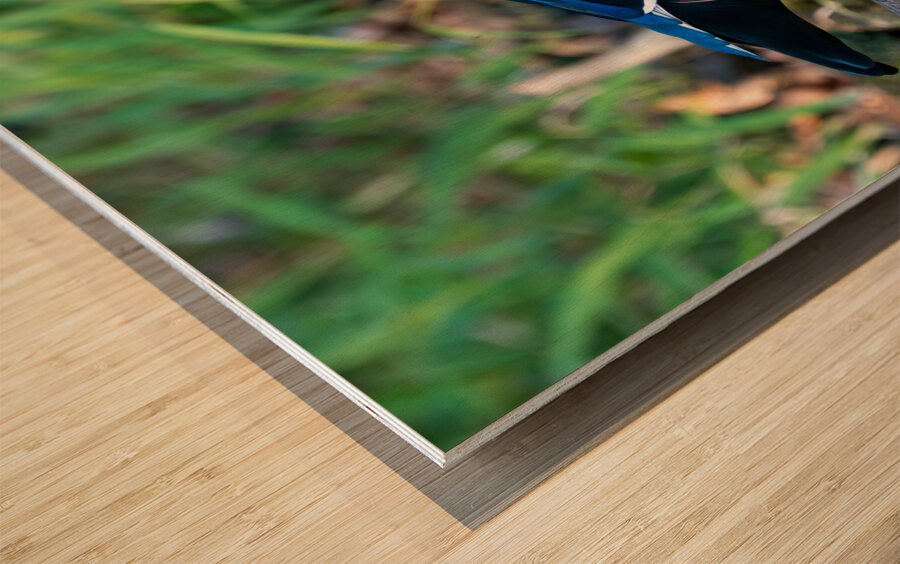 Male Wood Duck Wood print