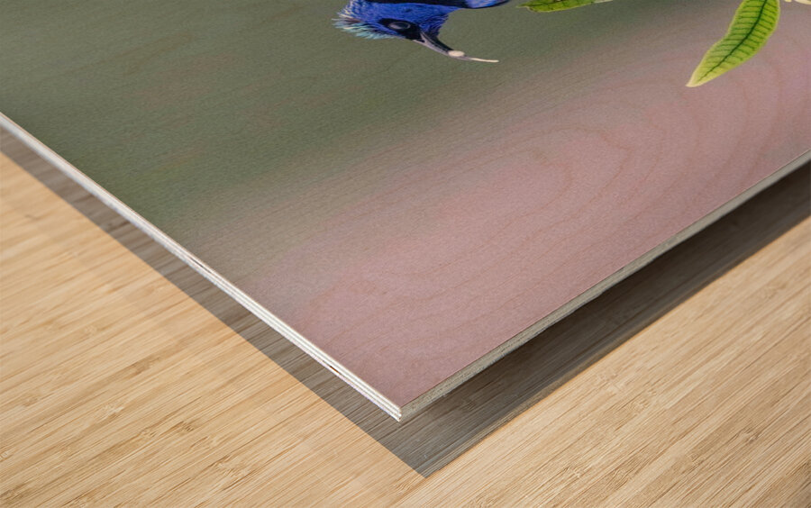 Red-legged Honeycreeper Wood print