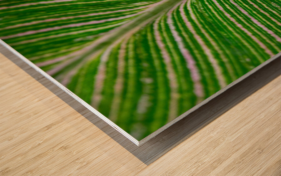 Green Calathea Leave Wood print