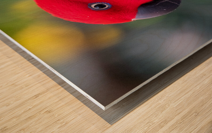 Eclectus Parrot Wood print