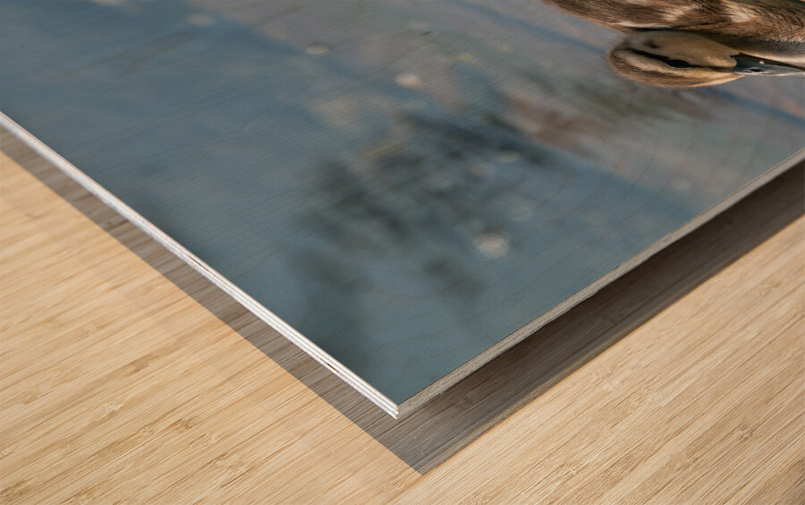 Mallard Ducklings Impression sur bois