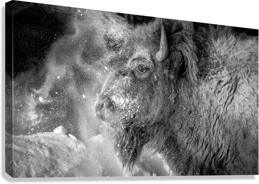 Snowy Bison 2