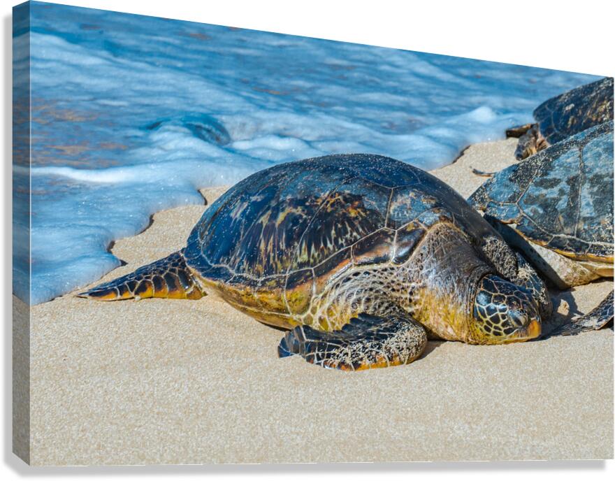 Sea Turtle Sun Bathing