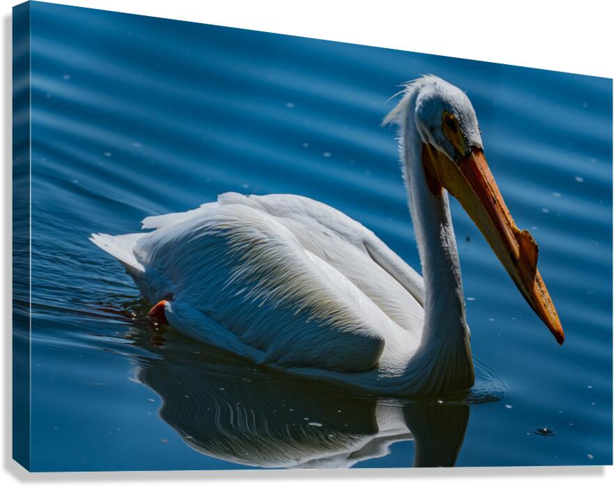 Pelican blue