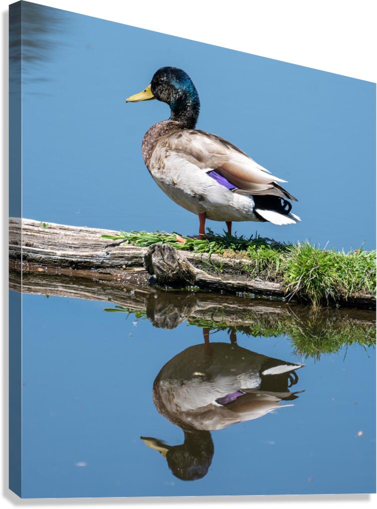 Duck reflection 