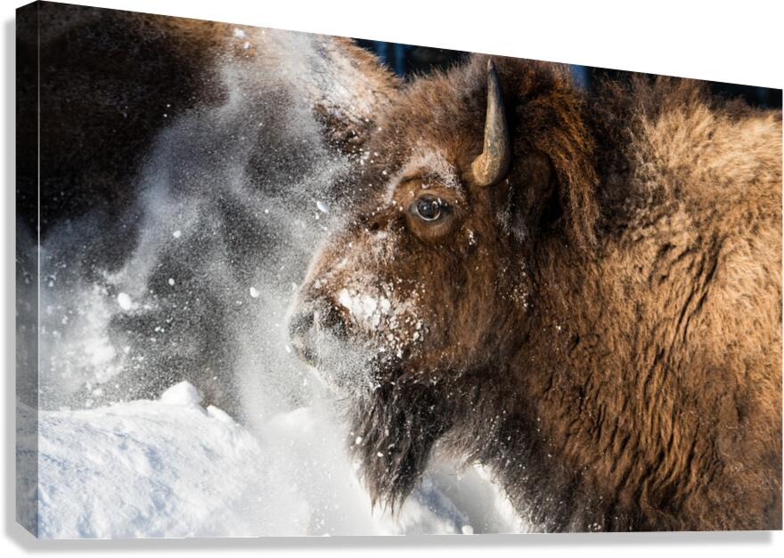Bison Portrait