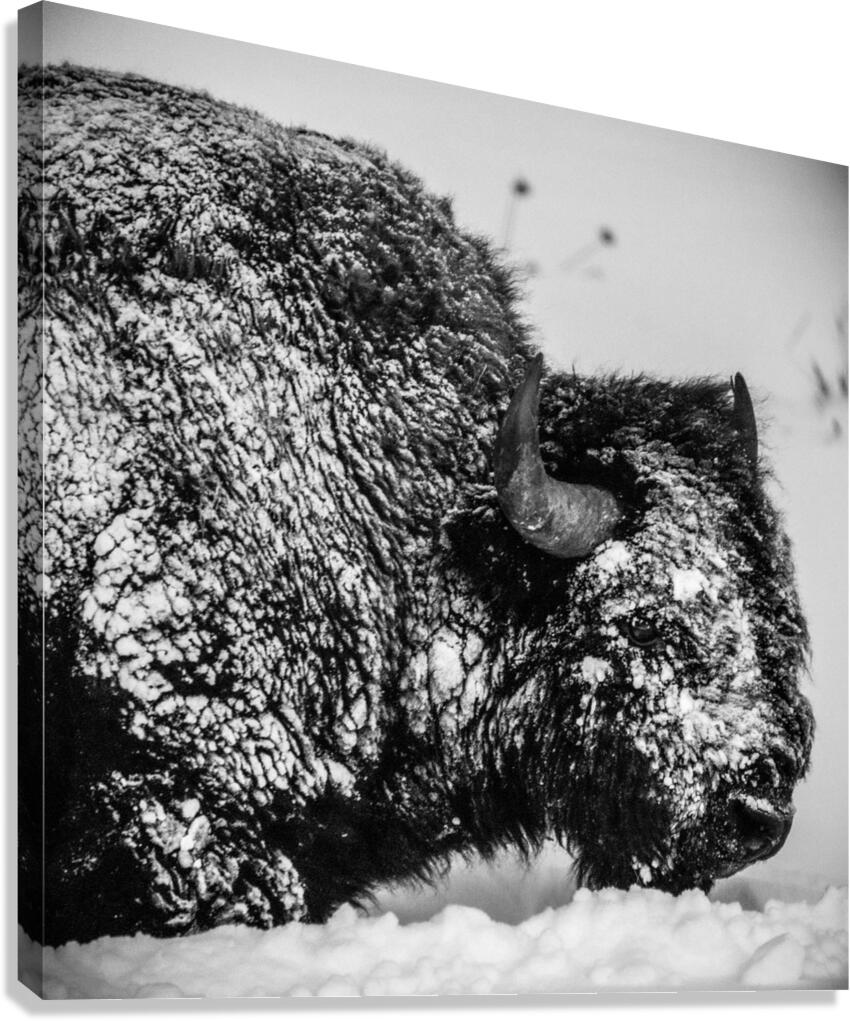 Snowy bison 