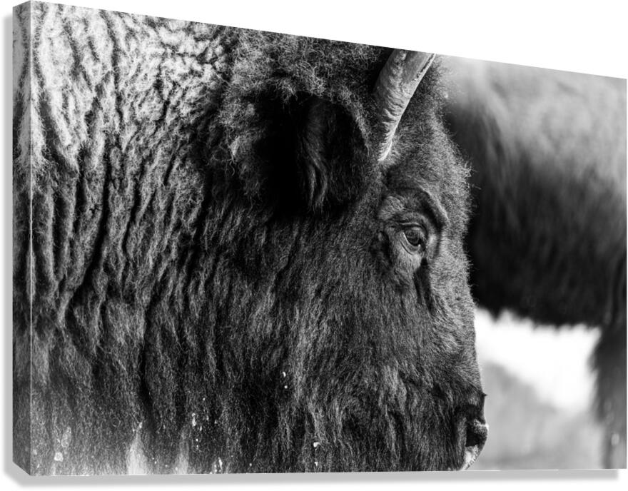 Bison