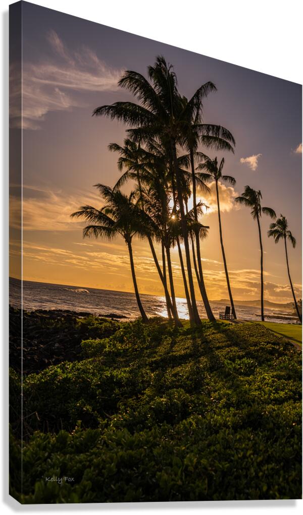 Palm Sunset