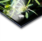 Eryngium Acrylic print