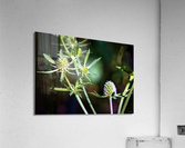 Eryngium Acrylic Print
