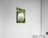 Raindrops on Snowdrops Acrylic Print