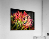 Seven Sons Acrylic Print
