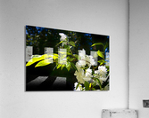 Snowbelle Acrylic Print