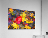 Fall colors 3 Acrylic Print