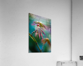 Japanese maple Acrylic Print