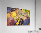 Nature s collage Acrylic Print