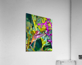 Hummingbird Brilliance Acrylic Print