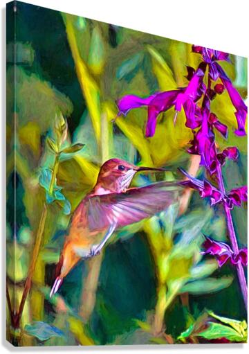 Hummingbird Brilliance Canvas Print