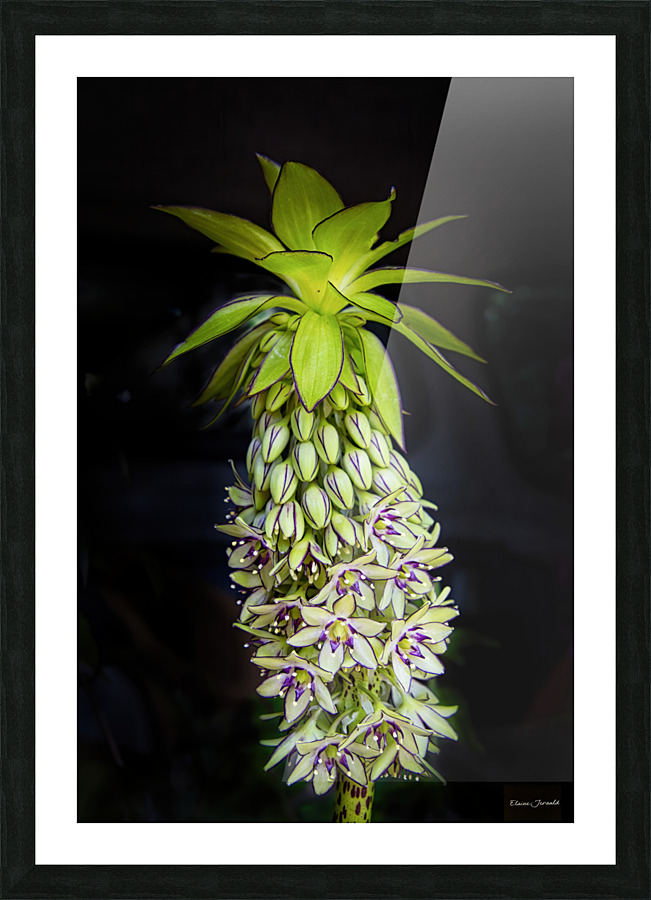 Eucomis Picture Frame print