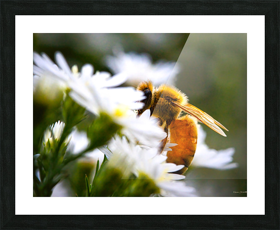 Being shy Picture Frame print