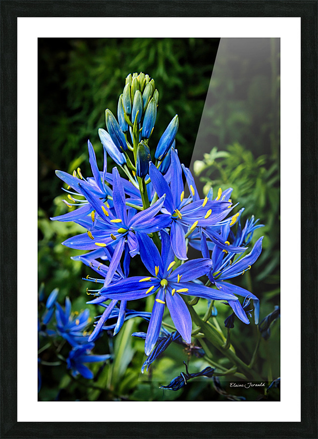 Camas Picture Frame print