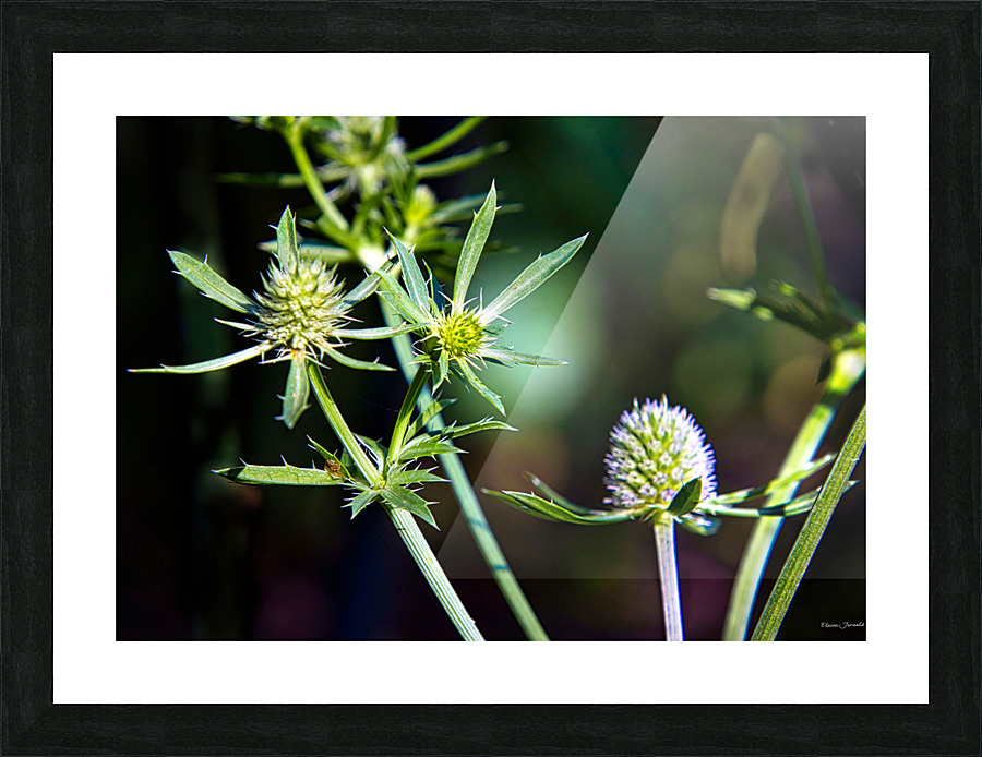 Eryngium Picture Frame print