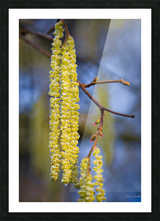 Hazelnut in bloom Picture Frame print