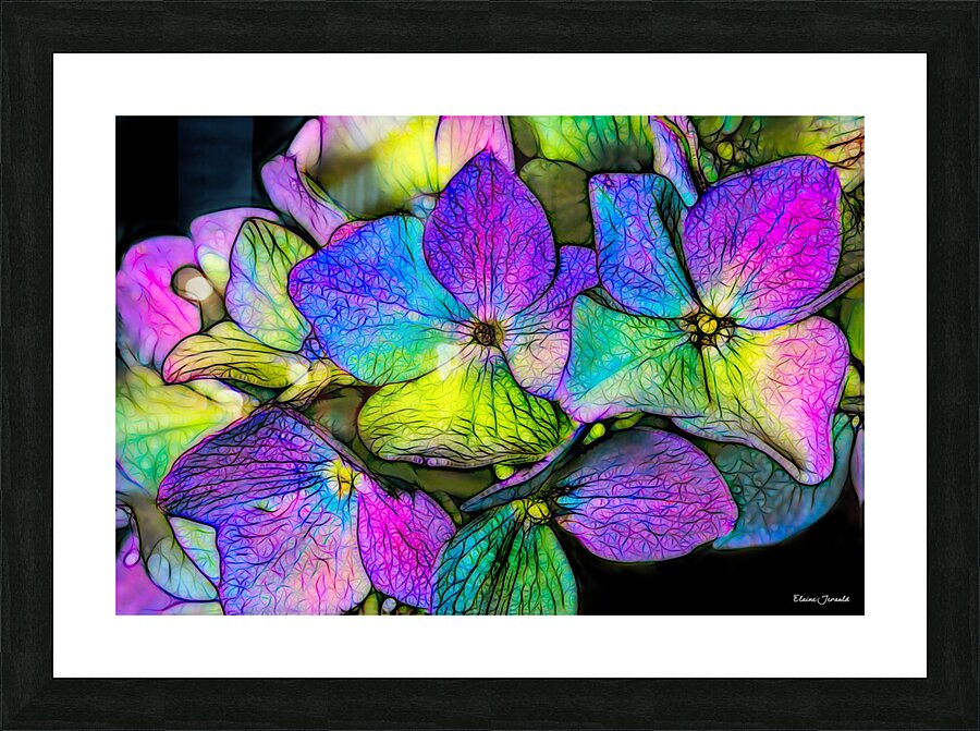 Hydrangea Picture Frame print
