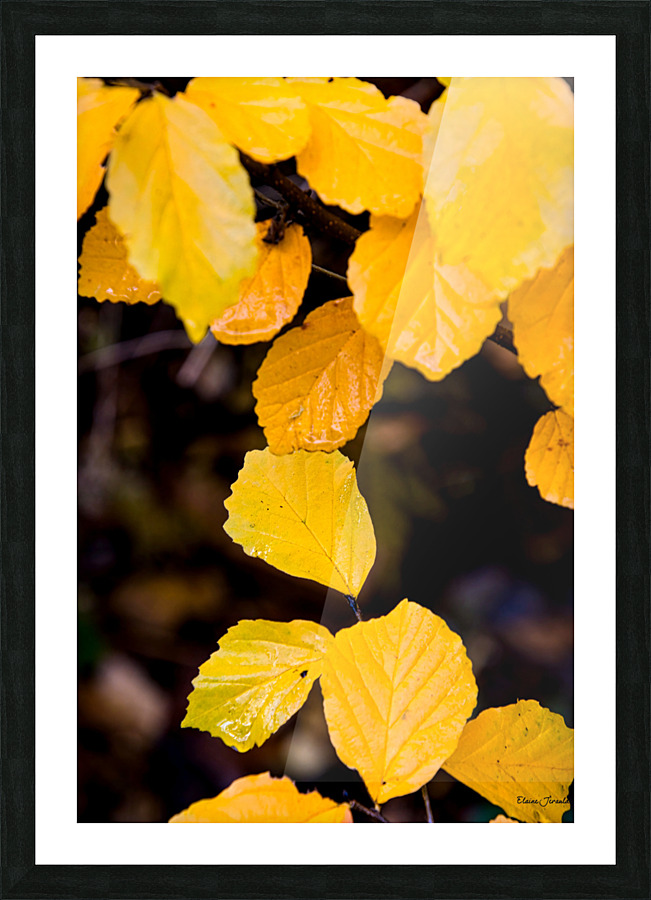 Ironwood Picture Frame print