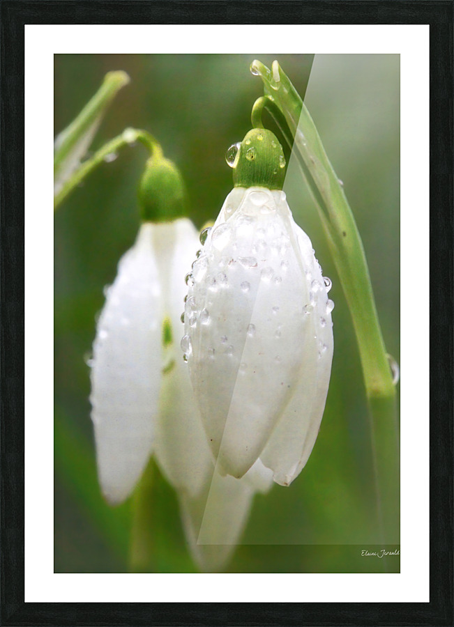 Raindrops on Snowdrops Picture Frame print