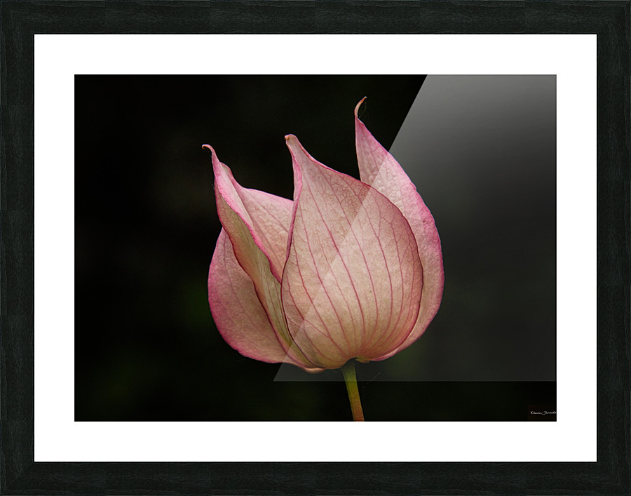 Rosy Teacups Picture Frame print