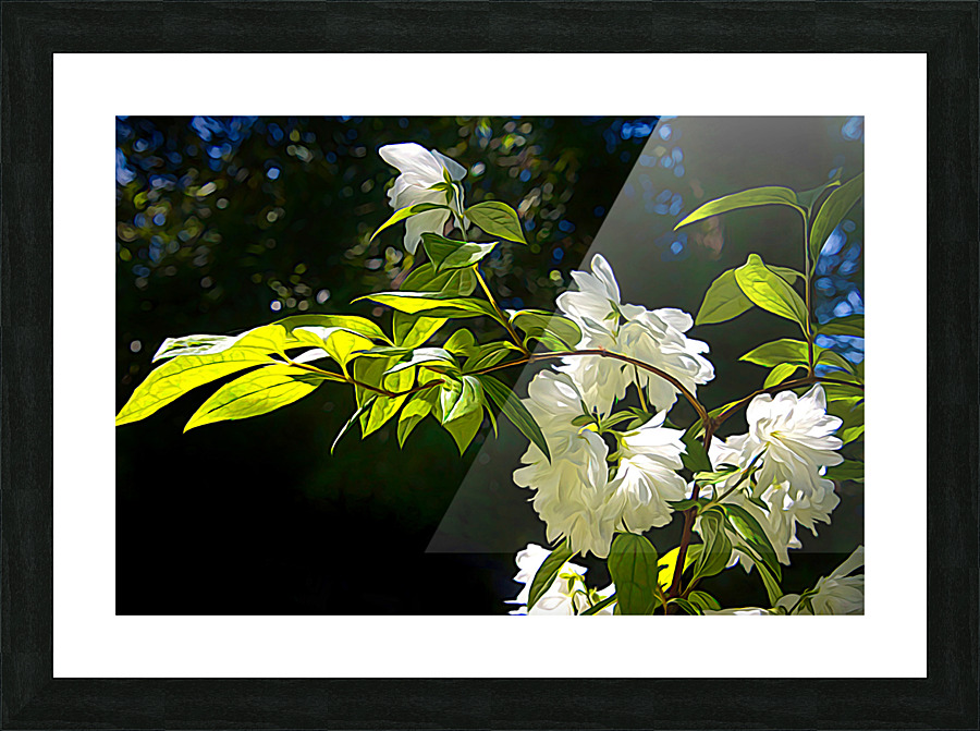 Snowbelle Picture Frame print