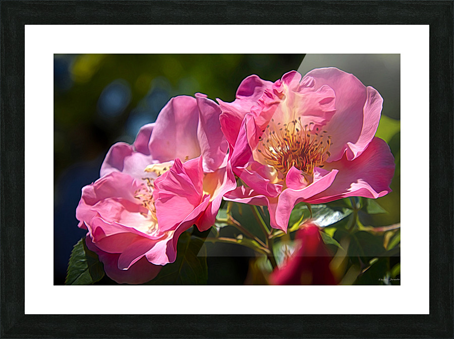 Summer Wine  Picture Frame print