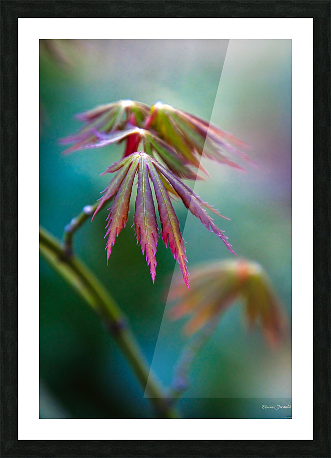 Japanese maple Picture Frame print