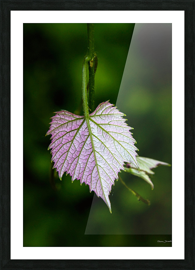 Young grape leaf Picture Frame print