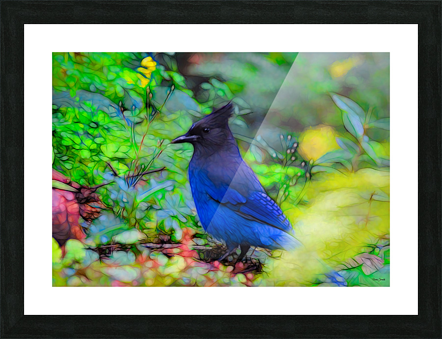 Steller s Jay Picture Frame print