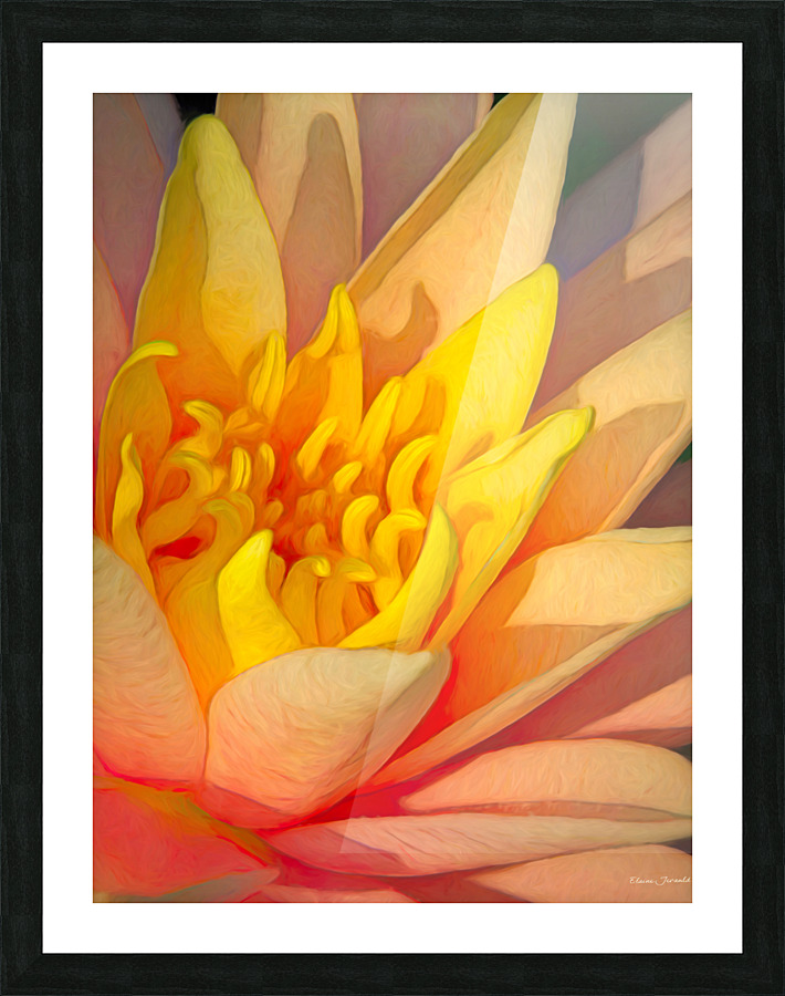 Water lily Picture Frame print