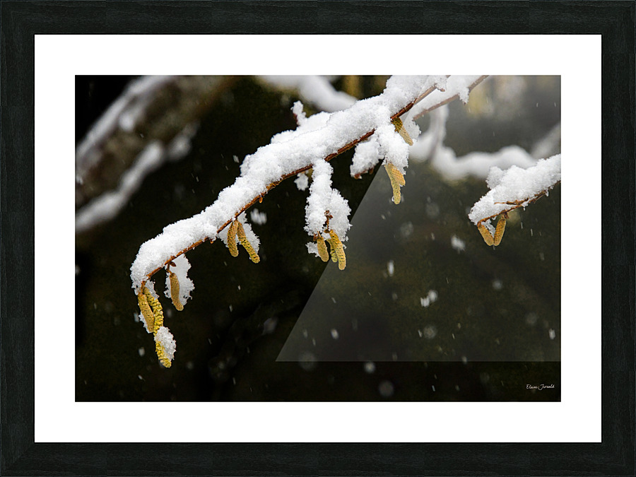 Quiet snowfall Picture Frame print