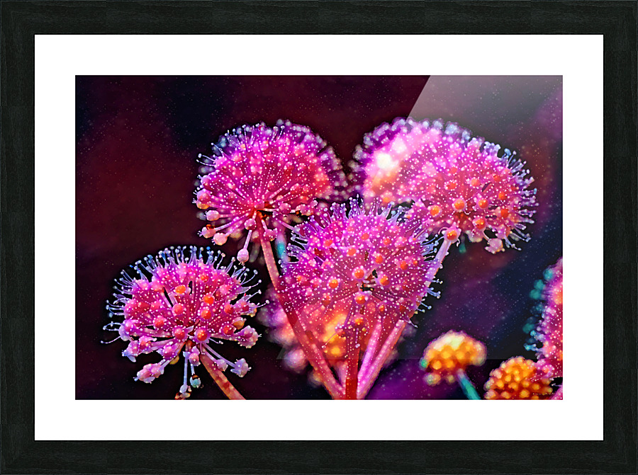 Fatsia fireworks Picture Frame print
