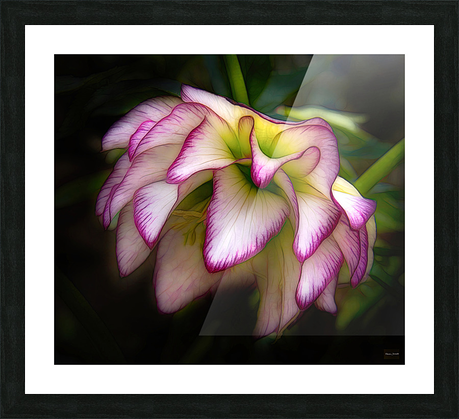 Hellebore stunner Picture Frame print