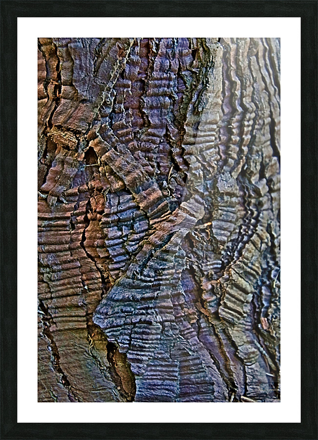 Cedar bark for texture Picture Frame print